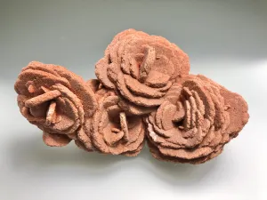 Barite (Rose), Norman, Oklahoma, Dr. David London Collection, Small Cabinet, 5.0 cm x 8.5 cm x 14.0 cm, $200.  Online Oct. 13.