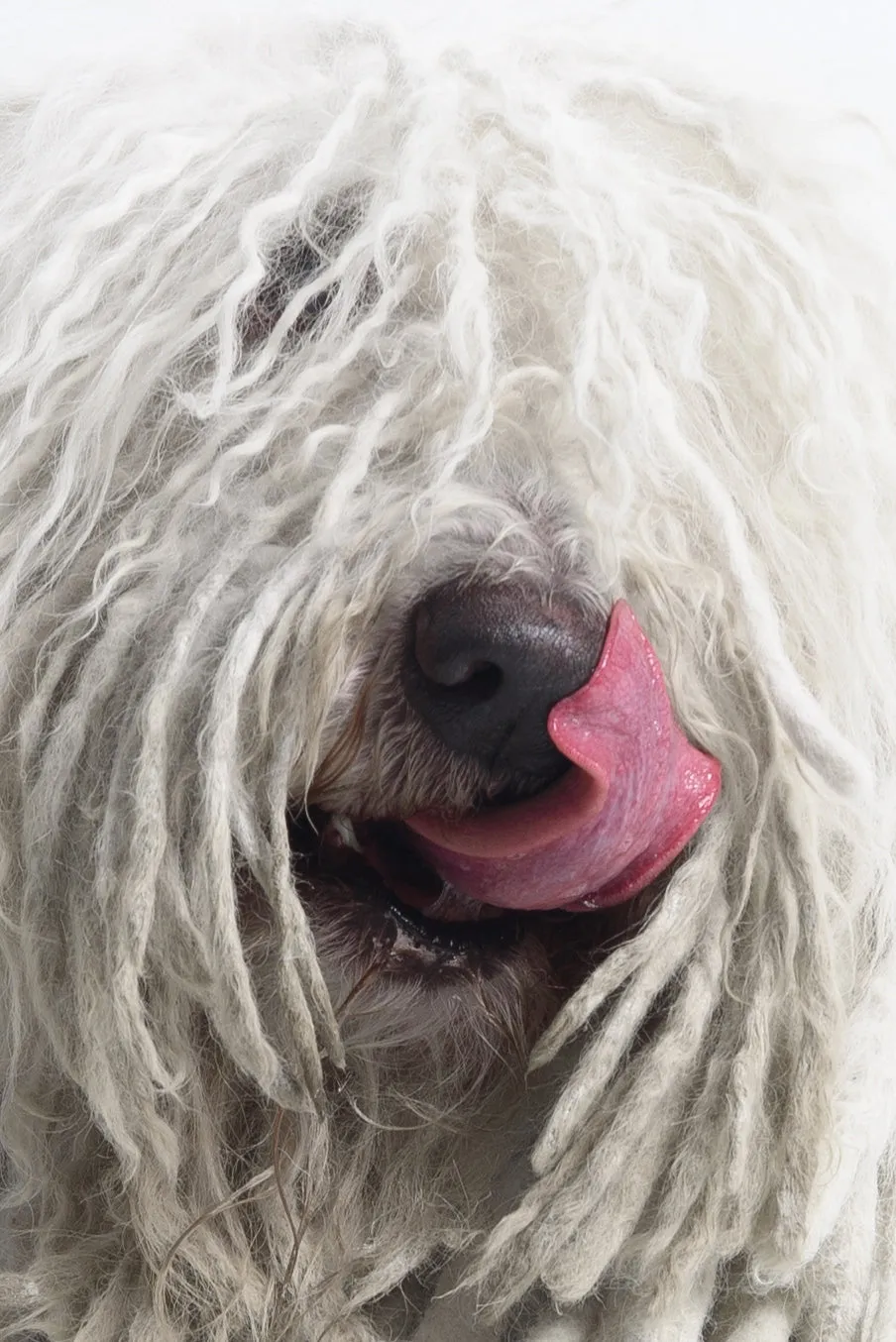 Berry - Komondor