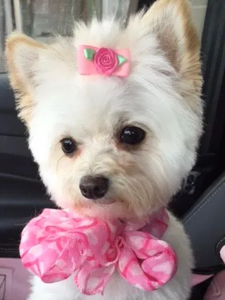Bubbles - Chihuahua Mix