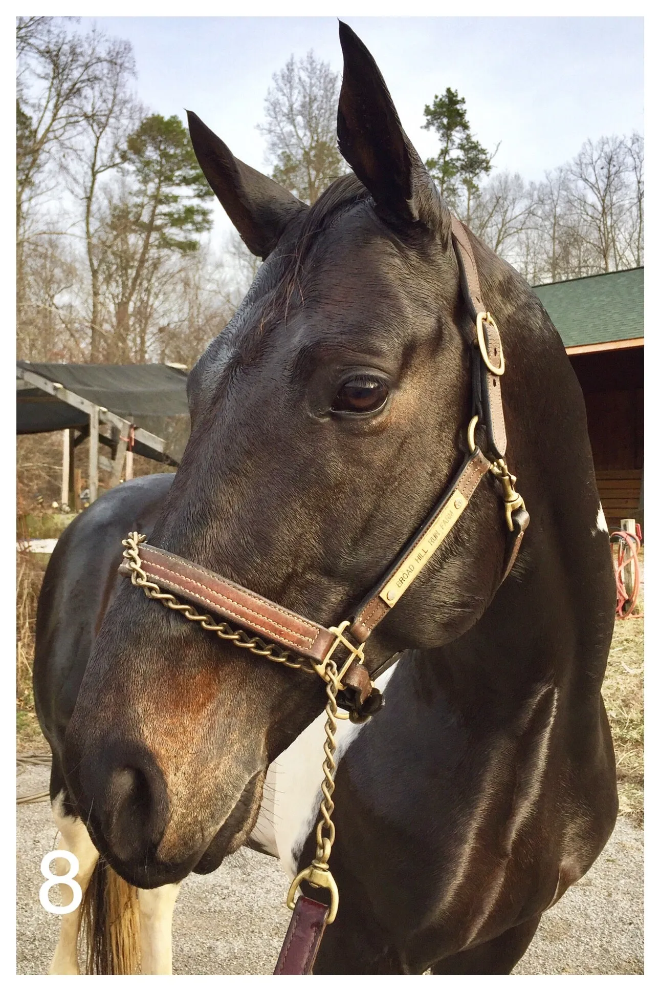 Gotham - Horse