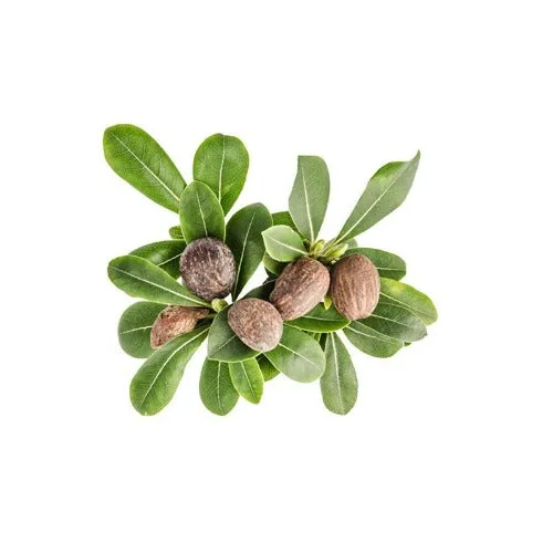 Shea Butter Raw Unrefined (Vitellaria paradoxa Butyrospermum parkii)